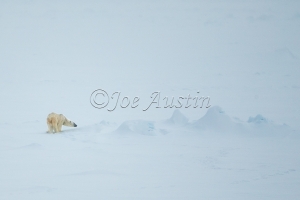 The Arctic