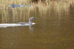 Red-throated Loon  (avia stellata)