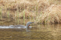 Red-throated Loon  (avia stellata)