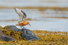 Red Knot (Calidris canutus) taking flight