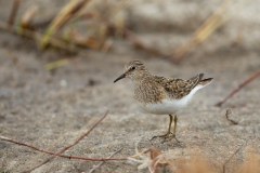 Temminck's Stint (Calidris temminckii)