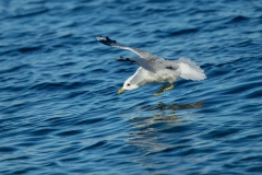 Common Gull or Mew Gull (Larus canus) striking a target in the water