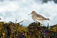 Purple Sandpiper (Calidris maritima) with surf in background