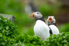 Atlantic Puffin (Fratercula arctica)