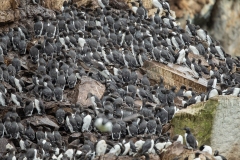 Common murre,  common guilletmot (Uria aalge) gathered in a huge flock on cliffside