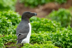 Razorbill (Alca torda)