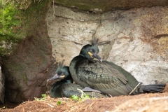 European Shag (Phalacrocorax aristotelis) mating pair