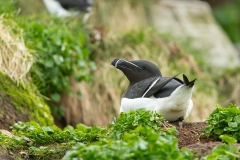 Razorbill (Alca torda)