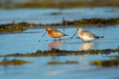 Bar-Tailed Godwit (Limosa lapponica)