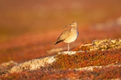 Whimbrel (Numenius phaeopus) on arctic tundra