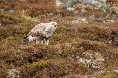 Rough-Legged Hawk, rough-legged Buzzard (Buteo lagopus)