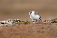 Parasitic Jaeger  or Arctic Skua, Arctic Jeager  (Stercorarius parasiticus)