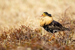 Ruff (Philomachus pugnax)