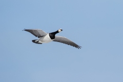 Barnacle goose (Branta leucopsis) in flight