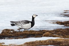 Barnacle goose (Branta leucopsis