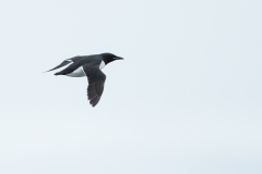 Thick-billed Murre (Uria lomvia) aka Brunnich Guillemot in flight