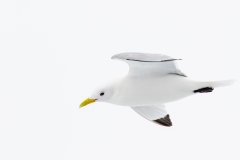 Black-Legged Kittiwake (Rissa tridactyla) in flight