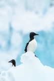 Thick-billed Murre (Uria lomvia) aka Brunnich Guillemot on ice flow