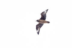 Great Skua (Stercorarius skua) in flight