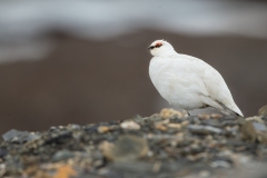 Rock Ptarmigan (Lagopus muta) in winter plumage