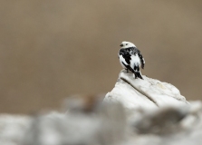 Snow Bunting (Plectrophenax nivalis)