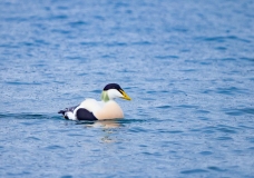 Common Eider (Somateria mollissima)