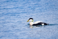 Common Eider (Somateria mollissima)