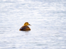 Common Eider (Somateria mollissima)