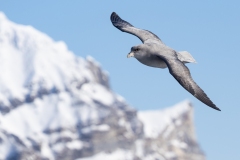 Northern Fulmar (Fulmarus glacialis)  in flight with mountain background