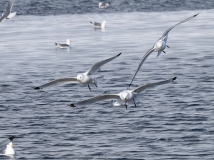 Black-Legged Kittiwakes (Rissa tridactyla) in flight