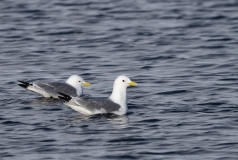 Black-Legged Kittiwake (Rissa tridactyla)