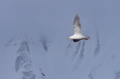 Glaucous Gull (Larus hyperboreus) in flight with snow and ice in background