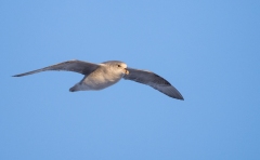 Northern Fulmar (Fulmarus glacialis)  in flight