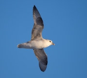 Northern Fulmar (Fulmarus glacialis)  in flight