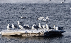 Black-Legged Kittiwakes (Rissa tridactyla) resting on an iceberg