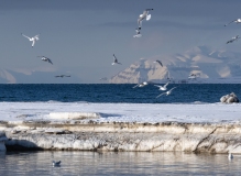 Black-Legged Kittiwakes (Rissa tridactyla) in flight