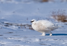 Willow Ptarmigan (Lagopus lagopus)