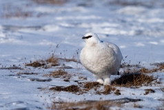 Willow Ptarmigan (Lagopus lagopus)