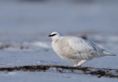 Willow Ptarmigan (Lagopus lagopus)