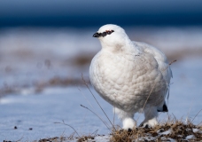 Willow Ptarmigan (Lagopus lagopus)