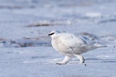 Willow Ptarmigan (Lagopus lagopus)