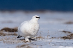 Willow Ptarmigan (Lagopus lagopus)