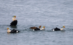 King Eiders (Somateria spectabilis)