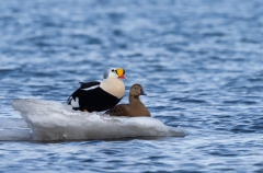 King Eider (Somateria spectabilis) male and female on small iceberg