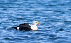 King Eider (Somateria spectabilis)