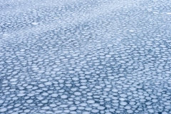 Pancake Ice.  Ice forms below the surface of the water and risis to the surface.