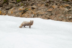 Arctic Fox (Vulpes lagopus) molting coat, in the snow on a skree slope.