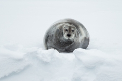 Bearded Seal (Erignathus barbatus) on ice flow facing camera