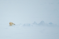 Polar Bear (Ursus maritimus) on the arctic ice pack in hazy atmosphere