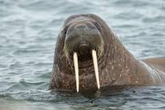 Walrus (Odobenus rosmarus)